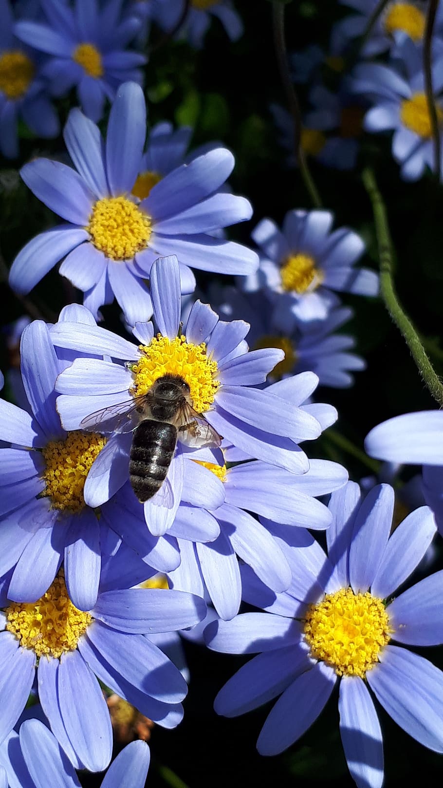 macro photography of honey bee on flower, nature, summer, flora HD wallpaper