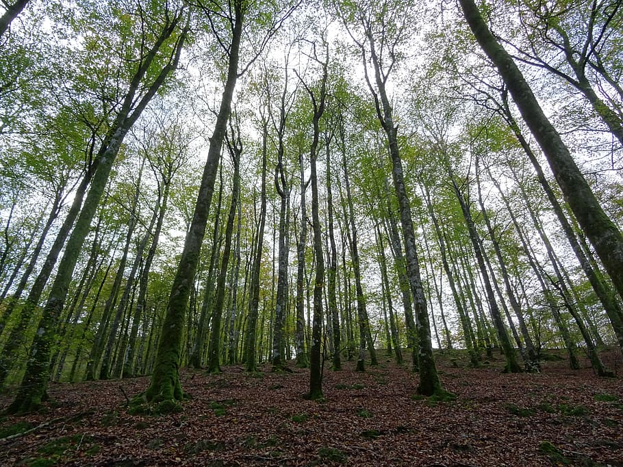 forest, nature, trees, mount, mountain, mountain landscape HD wallpaper