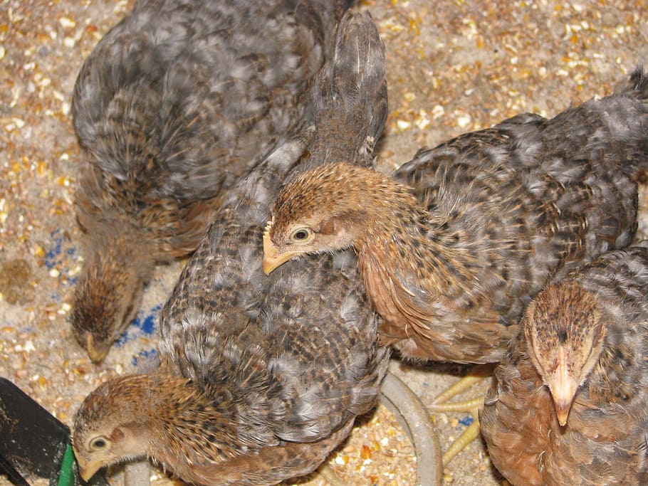 chicks, chickens, poultry, bird, animal, group of animals, animal themes HD wallpaper