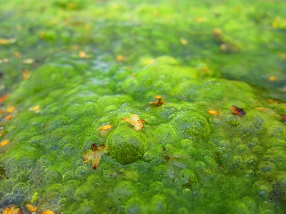 Algae, Lake, Plant, Green, Pond, nature, green color, growth, HD wallpaper