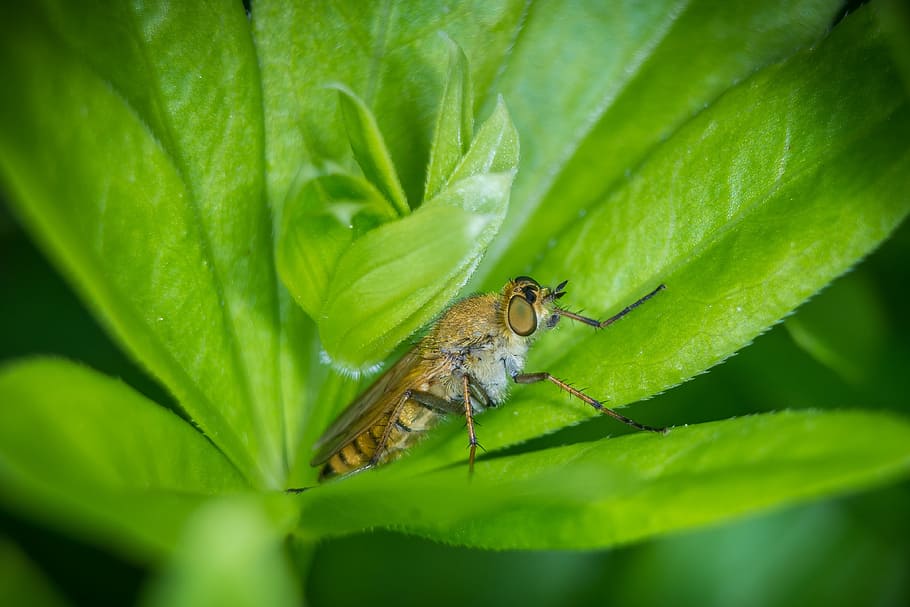 nature, leaf, close, plant, evertebrat, macro, fly, animal themes HD wallpaper