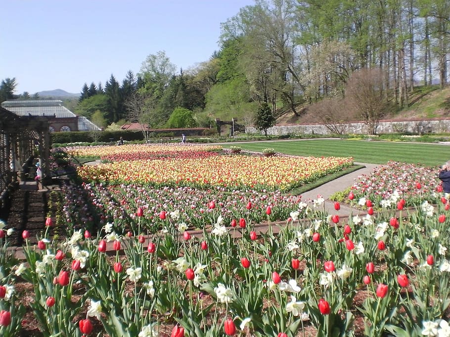 Biltmore, Gardens, Tulips, Spring, floral, plants, natural HD wallpaper