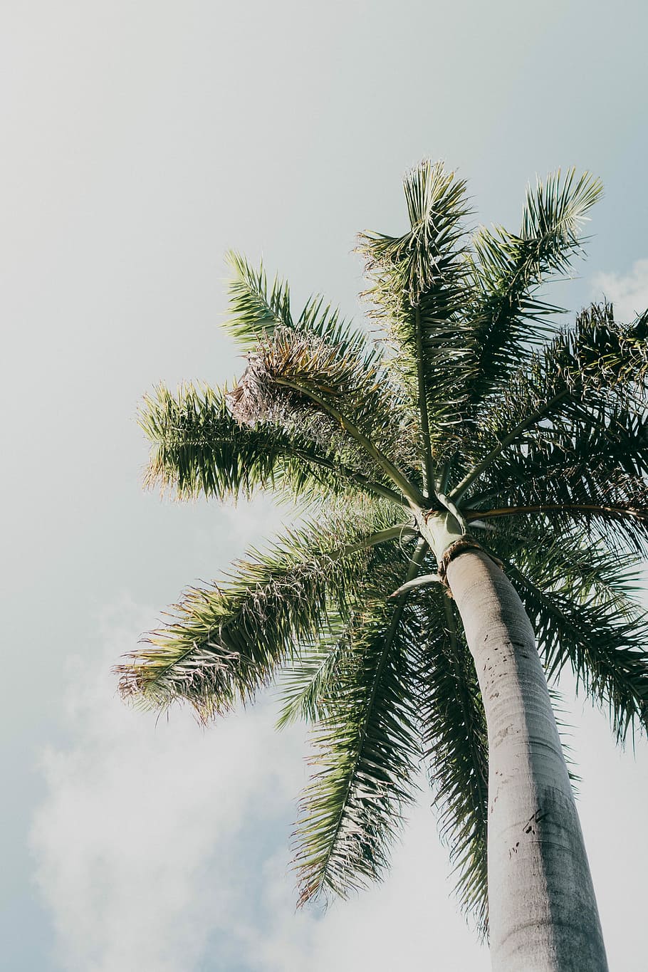 low-angle photography of a palm tree, worms eye view of brown and green palm trees HD wallpaper