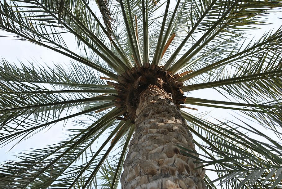 Palma, Tree, Nature, Trunk, Plant, tropics, leaf, wood, foliage HD wallpaper