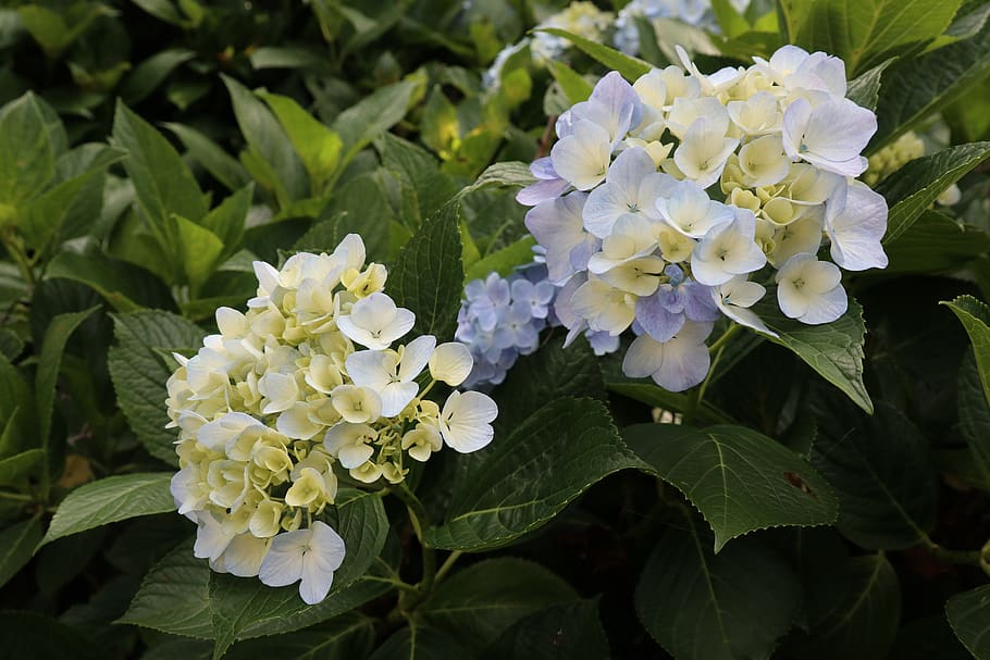 plant, xie, hydrangea, flowering plant, beauty in nature, fragility HD wallpaper