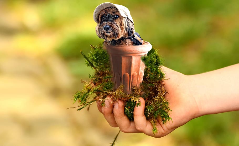 person holding brown plant pot, Animals, Dog, Miniature, nature HD wallpaper