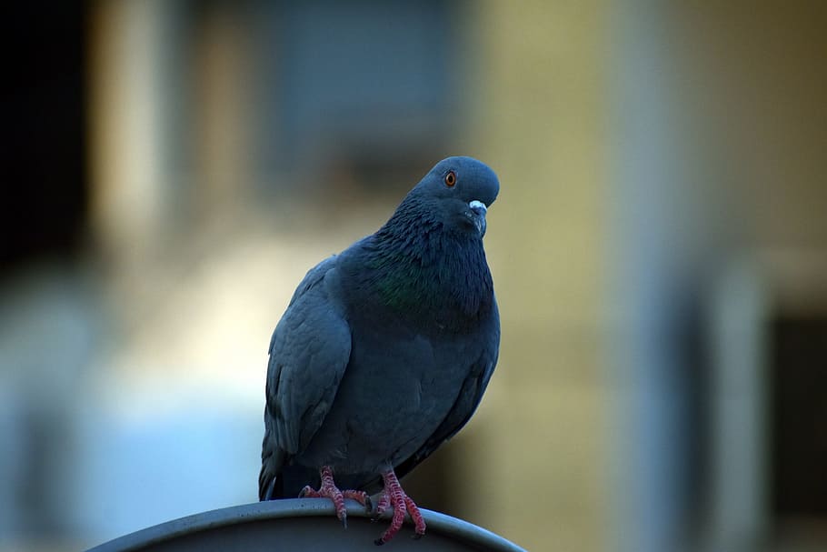 pigeon, homing pigeon, columba livia domestica, staring, inquisitive, HD wallpaper
