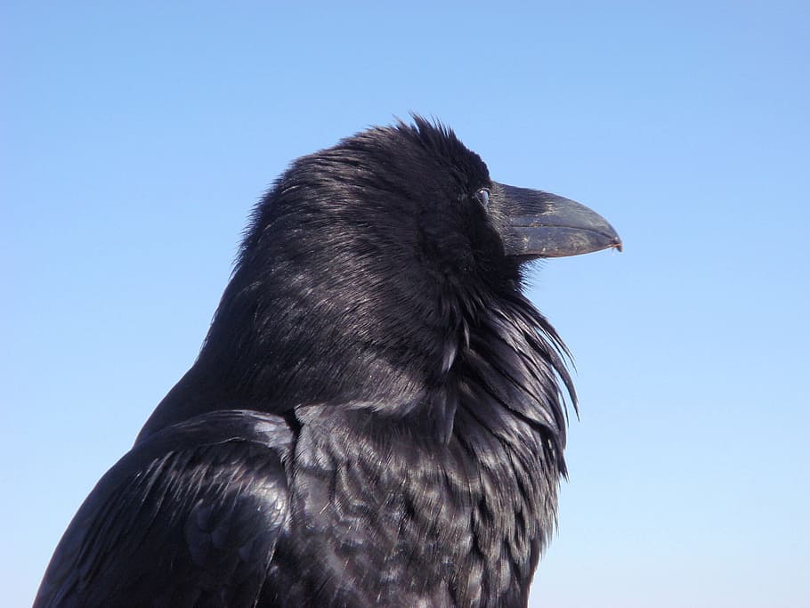 Crow, Raven, Bird, Beak, Animal, black, nature, close up, head HD wallpaper