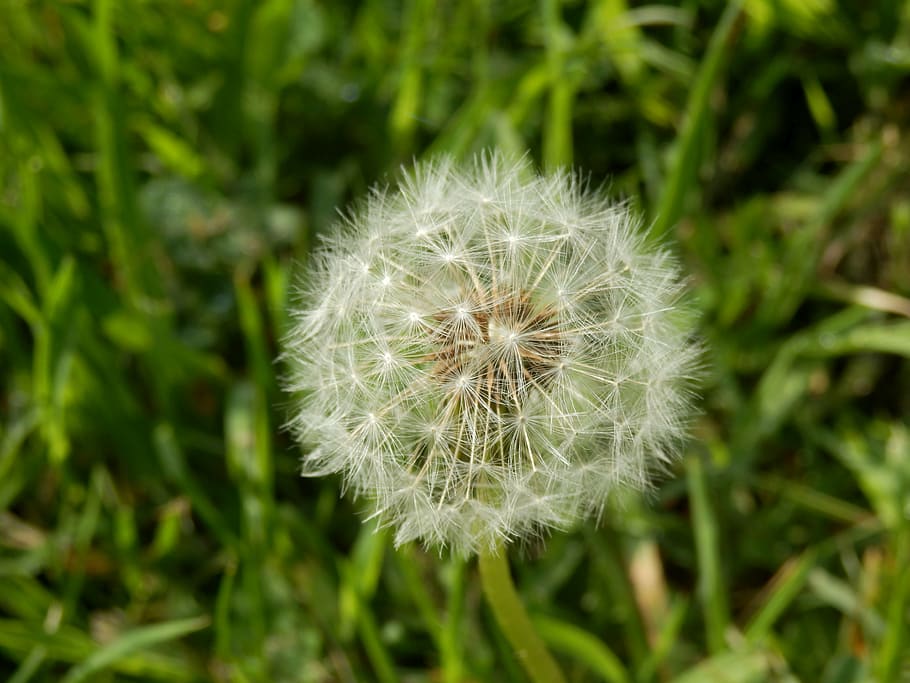 dandelion, flower, meadow, close, pointed flower, nature, blossom HD wallpaper