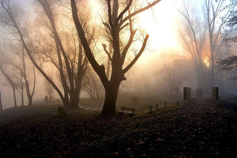 fog, light, nature, backlight, tree, plant, bare tree, sky HD wallpaper