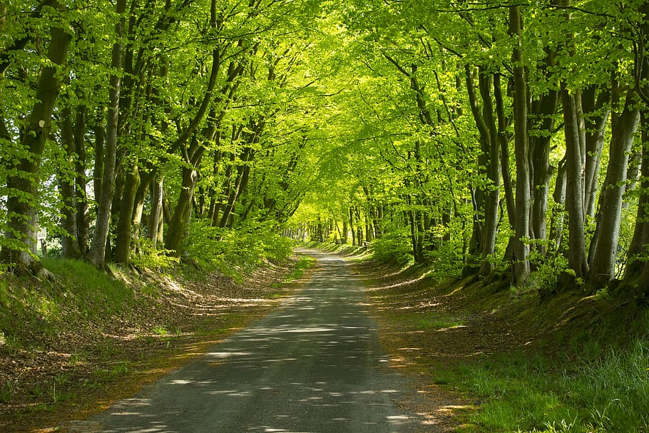 forest path, sunshine, landscape, mood, tree, plant, beauty in nature HD wallpaper