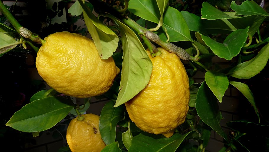 lemon, tree, citrus, fruit, leaf, plant part, food, food and drink HD wallpaper