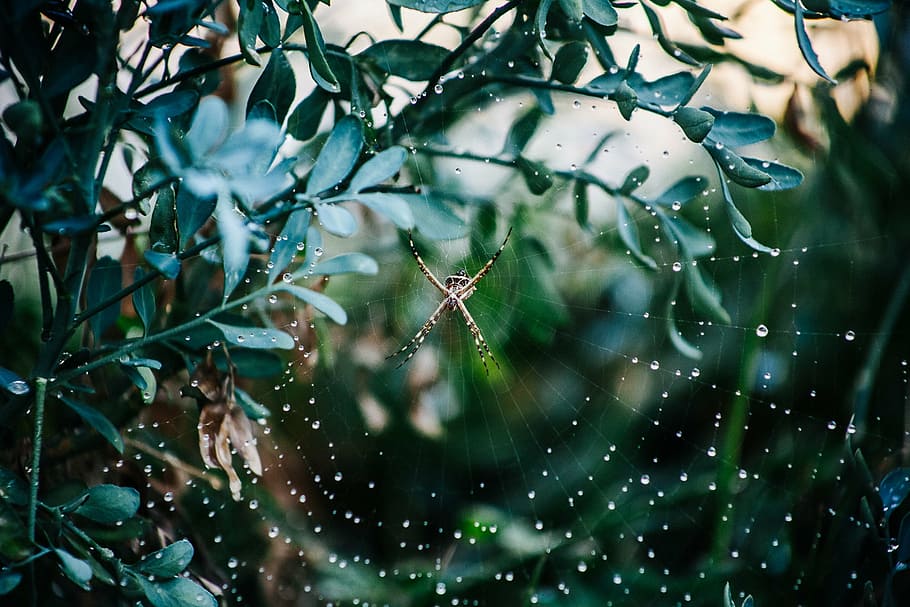 spider, web, arachnid, arachnophobia, insect, nature, bug, ivy HD wallpaper