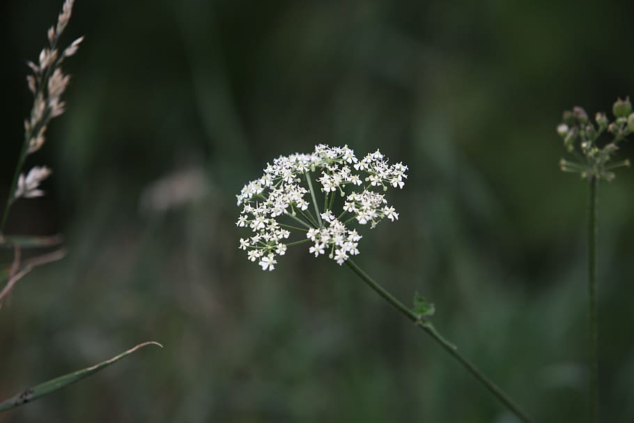 cow parsley, wild chervil, wild beaked parsley, keck, queen anne's lace, HD wallpaper