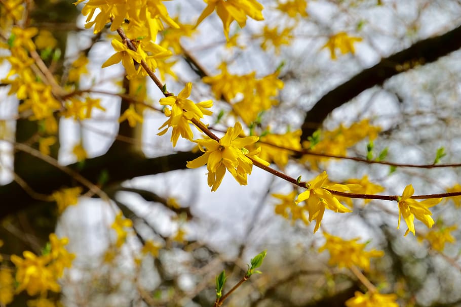 nature, tree, plant, spring, forsythia, olive crop, lamiaceae HD wallpaper