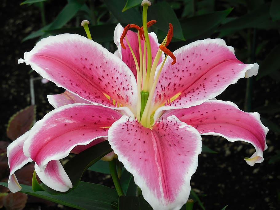 closeup photo of pink petaled flower, lily, bloom, blossom HD wallpaper