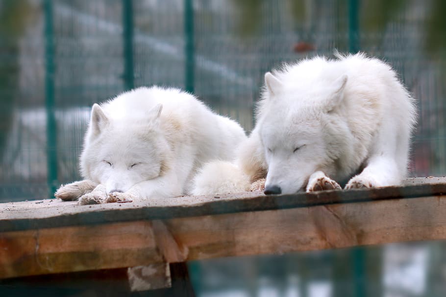 HD wallpaper: mammal, cute, animal, pet, portrait, arctic wolves, canis ...