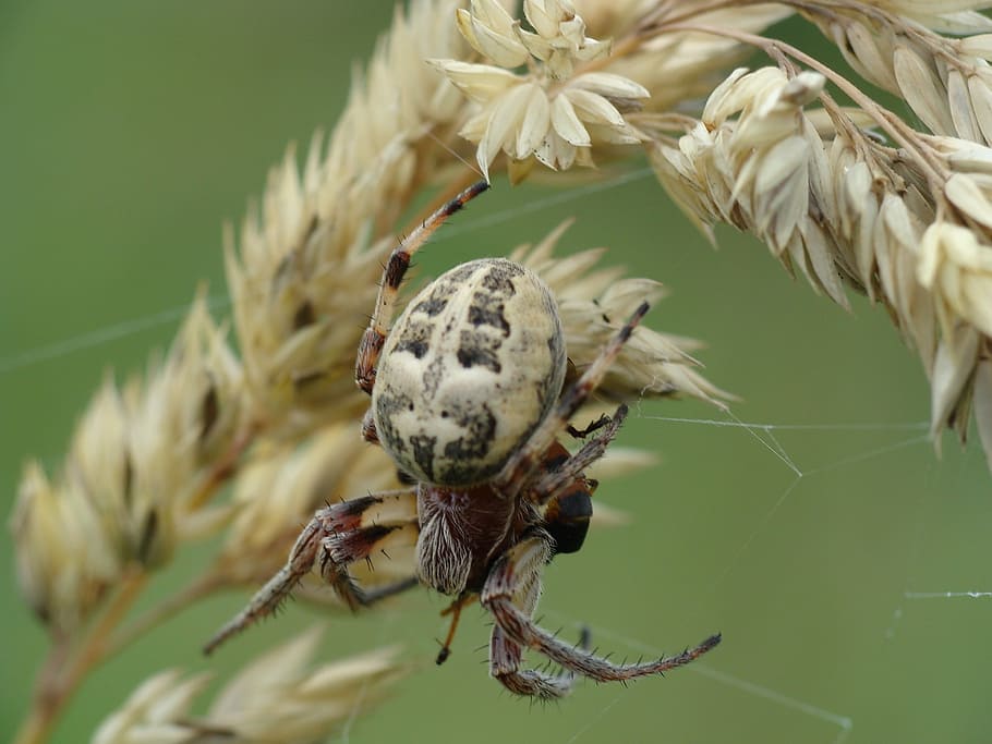 Spider, Cobweb, Macro, Network, insect, animals in the wild HD wallpaper