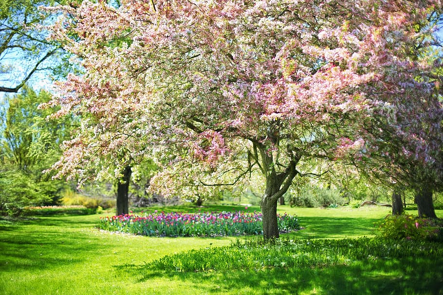 pink trees, spring, pink flowers, nature, blossoms, blossoming