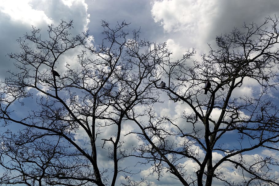 tree, landscape, bird, sky, cloud - sky, low angle view, branch HD wallpaper