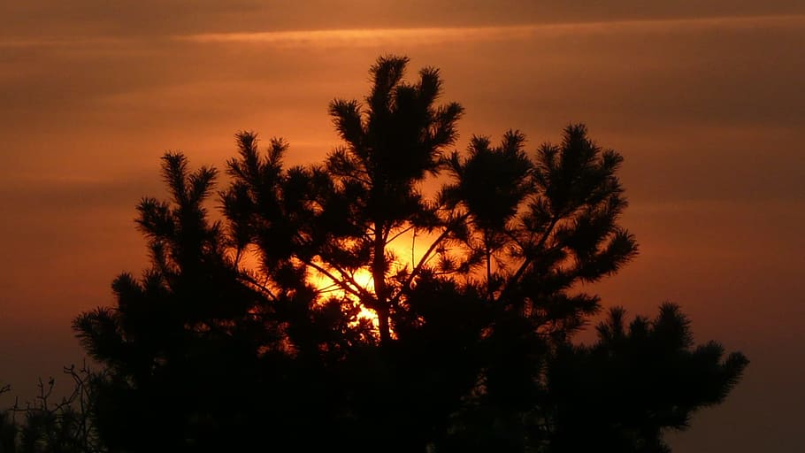 tree, silhouette, black, sunset, orange, bright, sky, red, branches HD wallpaper