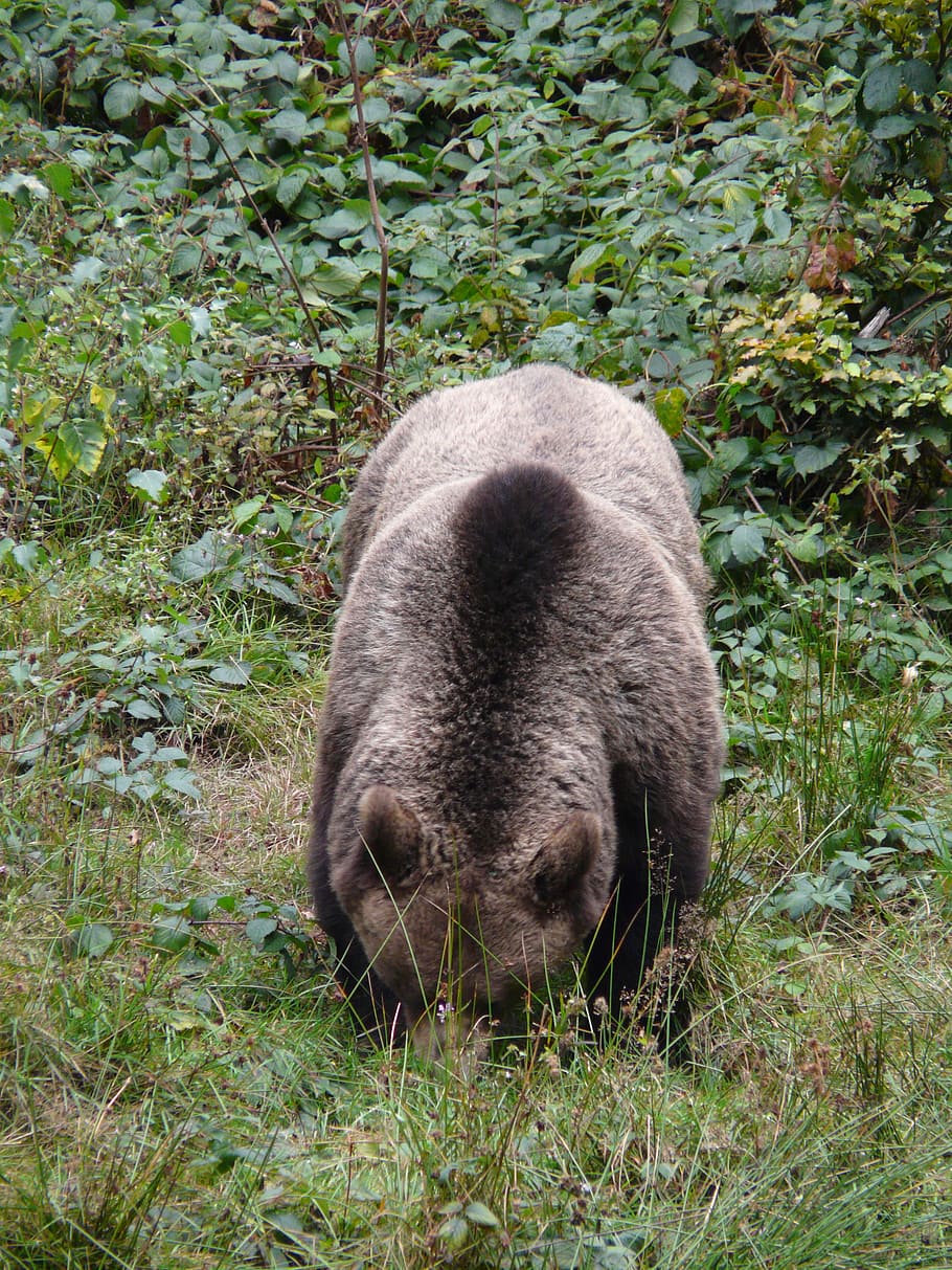 bear, brown bear, forest, eat, fluffy, food, nature, mammal HD wallpaper