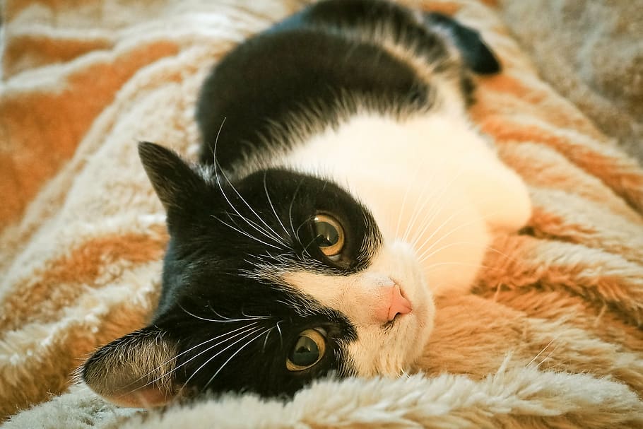 selective focus photography of bicolor cat, animal, pet, cat's eyes, HD wallpaper
