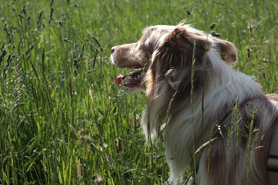 Nature pets. Собачка на лугу. Бегущий по лугу пес. Устюг трава.