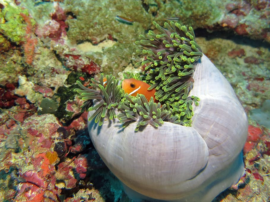 nemo, fish, water, underwater, sea anemone, reef, marine, animal HD wallpaper