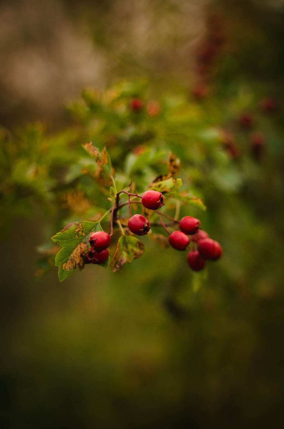 selective focus photograph of red berry, fruit, green, leaf HD wallpaper