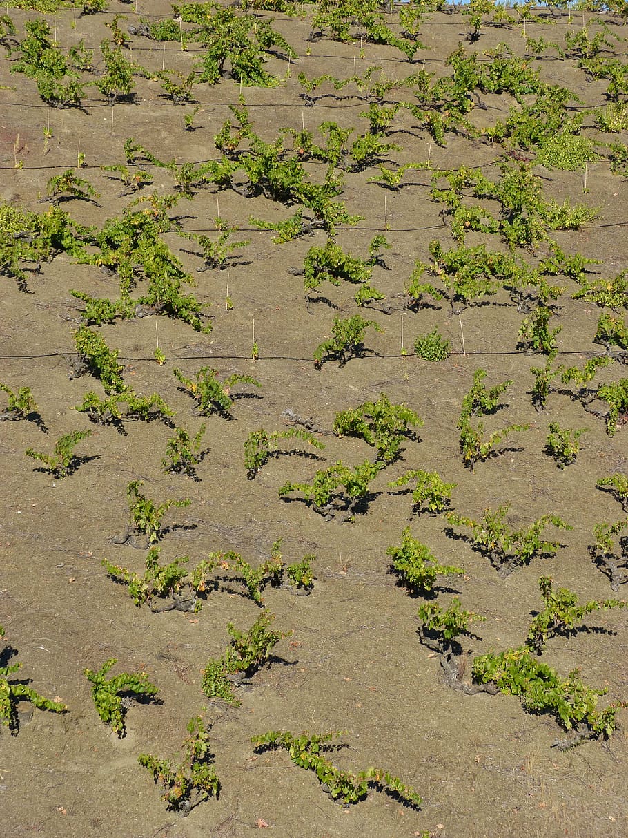 vineyard, priorat, coster, plant, high angle view, land, no people HD wallpaper