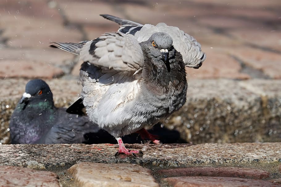 two gray doves on pavement, bird, animal, feather, wet, swim