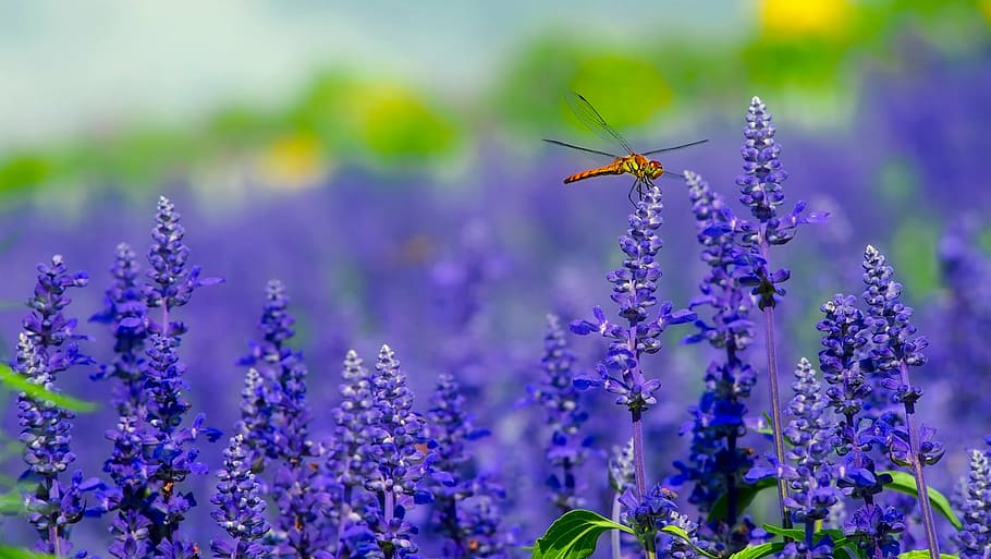 brown skimmer dragonfly perching on purple flower fields during daytime HD wallpaper