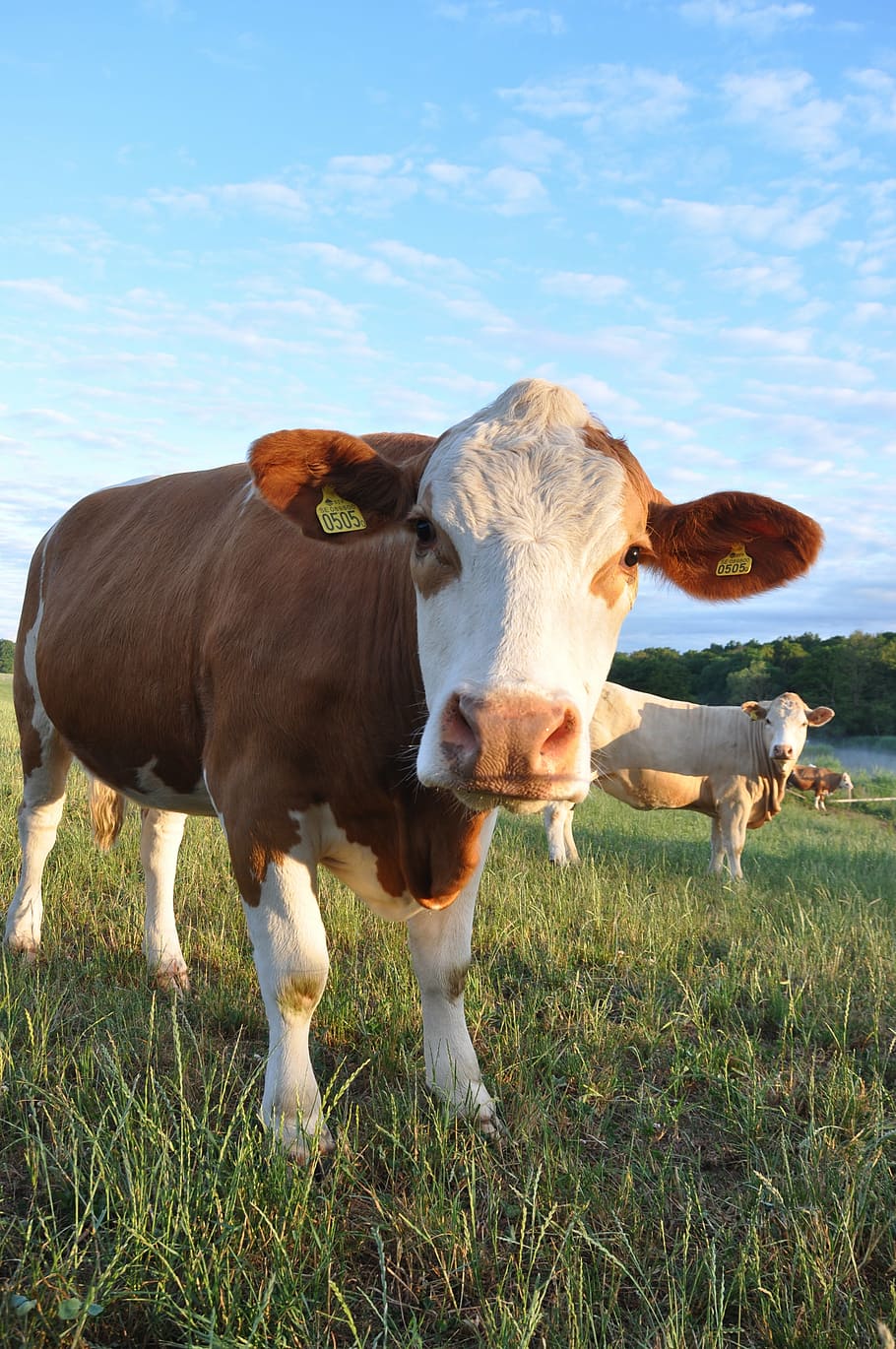 ko, cattle, brown, closeup, himmel, grass, cow, agriculture HD wallpaper
