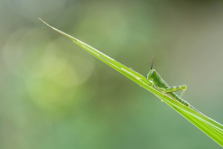 grasshopper, insect, macro, nature, green, green color, one animal HD wallpaper