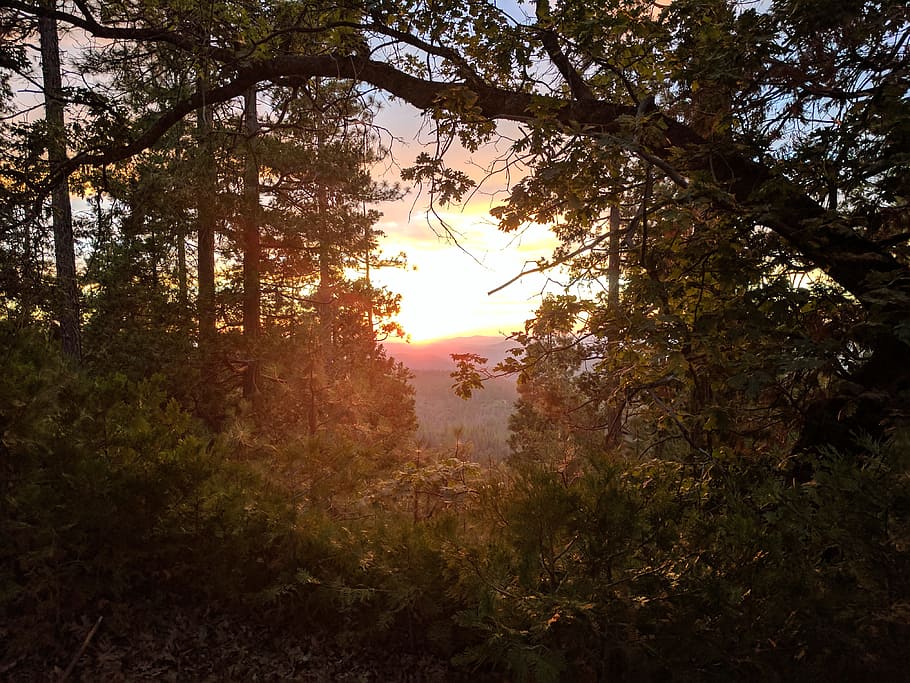 sunset, mountain, nature, tree, plant, tranquility, beauty in nature HD wallpaper
