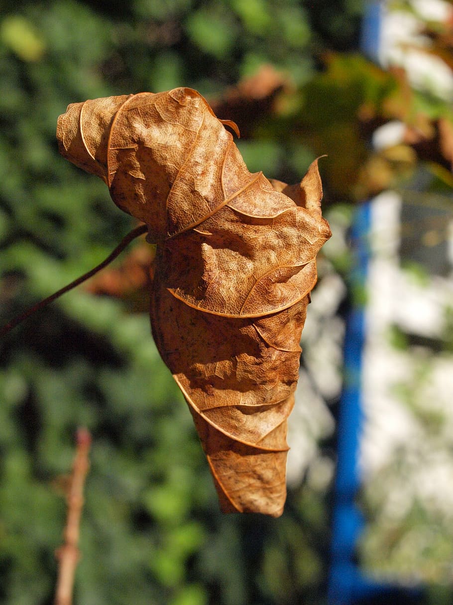 autumn, leaf, brown, fall foliage, leaves, maple leaf, plant part HD wallpaper