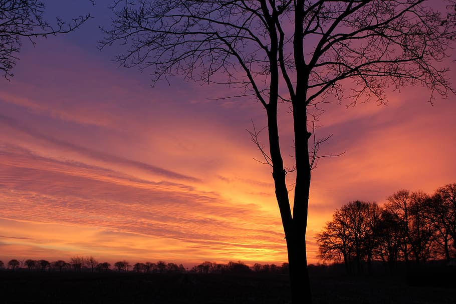 sunrise, winter, skies, trees, nature, landscape, sky, sunset HD wallpaper