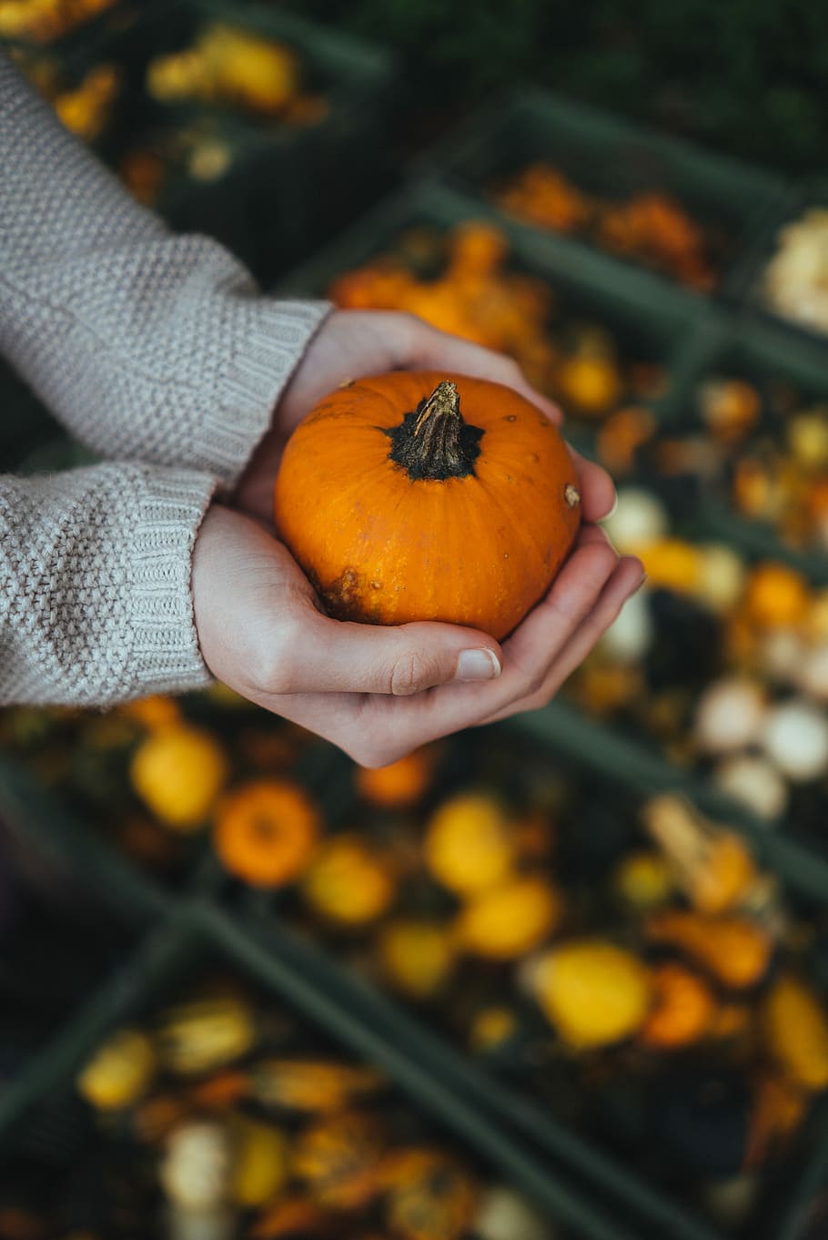 person holding orange pumpkin, orange squash, hand, halloween HD wallpaper