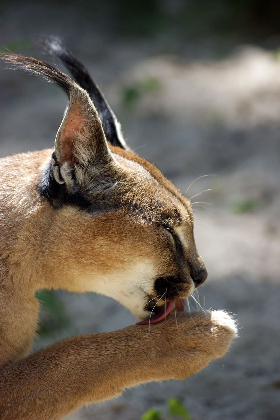 ocelot licking its paw, Caracal, Michaelis, Cat, Predator, rest HD wallpaper
