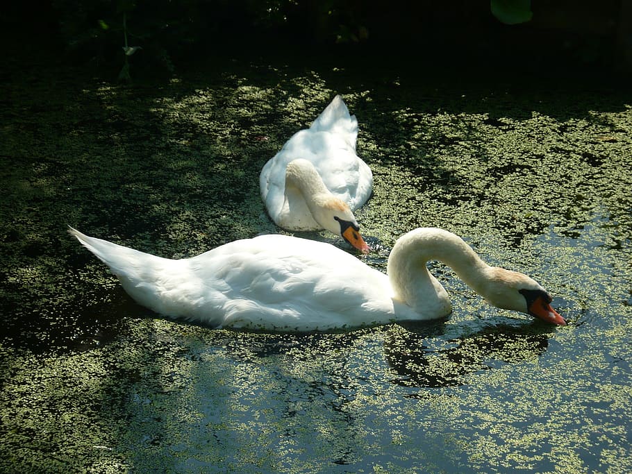 swans, tranquility, pond, animal themes, bird, vertebrate, animals in the wild HD wallpaper