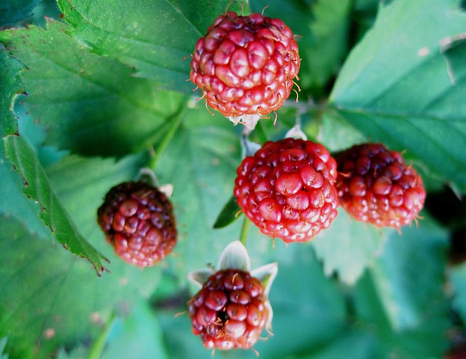 Bramble fruit 1080P, 2K, 4K, 5K HD wallpapers free download | Wallpaper