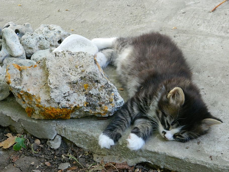 Cat, Animals, Cute, Kitty, Pets, lying, outdoors, one animal HD wallpaper