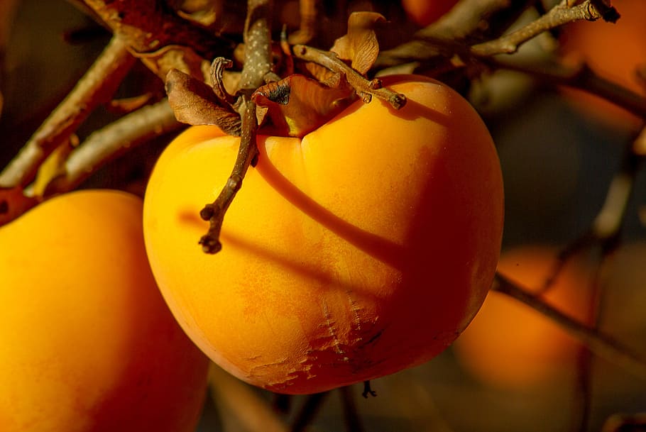 fruit, khaki, persimmon, fall, food and drink, healthy eating HD wallpaper