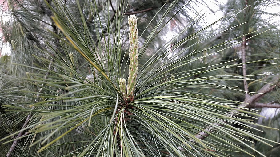 pine, tree, coniferous, growth, plant, green color, nature HD wallpaper