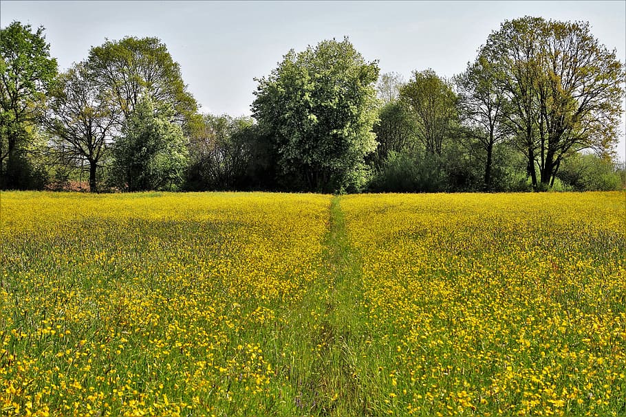 yellow petaled flower field surrounded with trees, spring, nature HD wallpaper