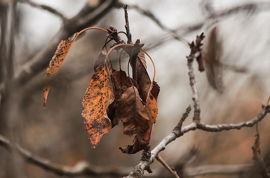 fall, leaf, autumn leaves, dead leaf, nature, tree leaf, foliage HD wallpaper