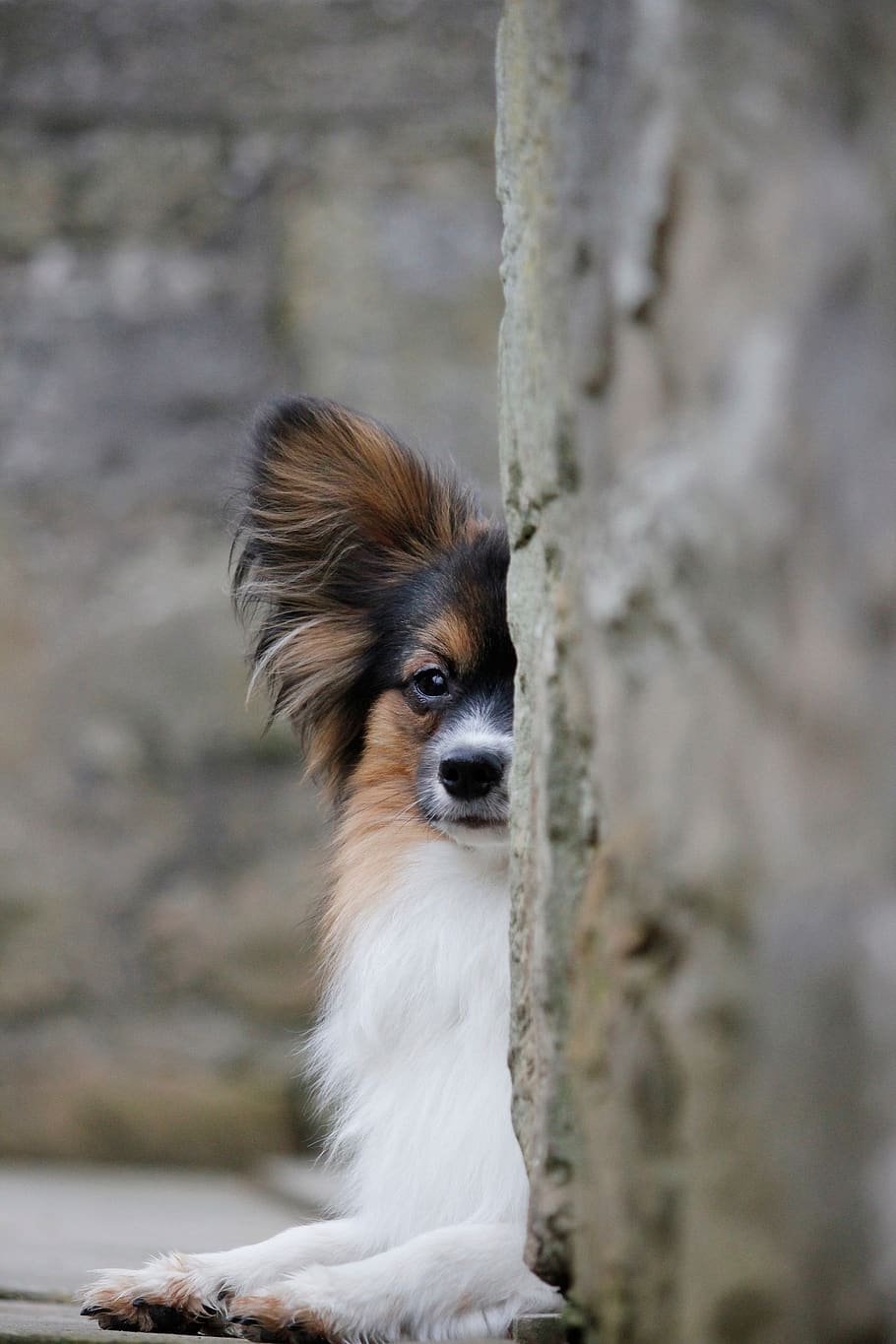 papillon, view, wall, eye, watch, dog, one animal, mammal, animal themes HD wallpaper