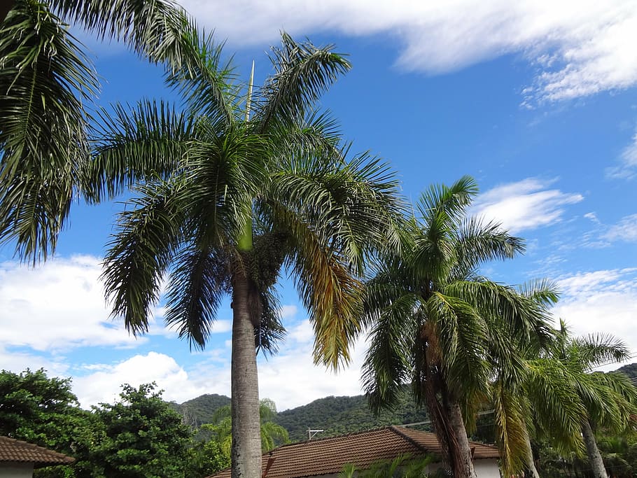 palm trees, sky, plant, tropical climate, cloud - sky, growth HD wallpaper