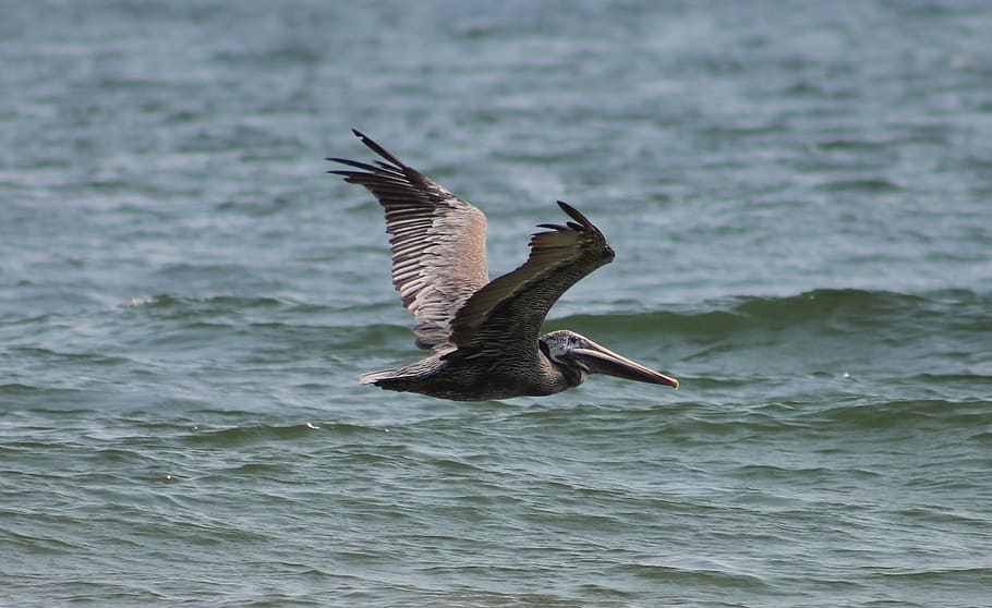 Seagull, Beach, Ocean, Water, Water, Waves, flying, animals in the wild HD wallpaper